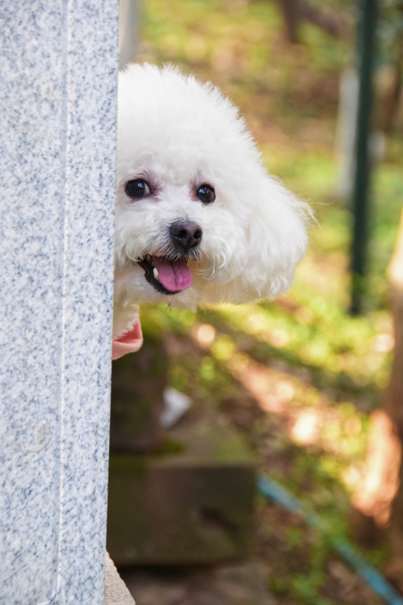 古灵精怪小巧可爱