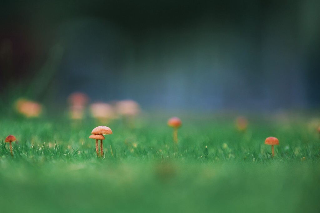 外语院门前的小蘑菇