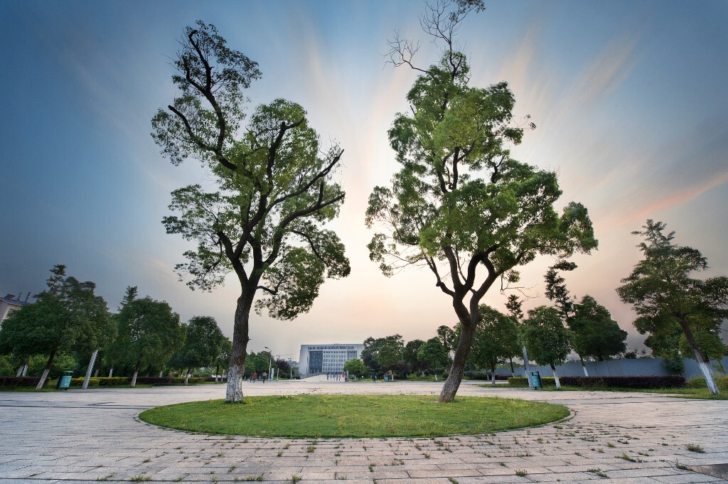 新校区双子树