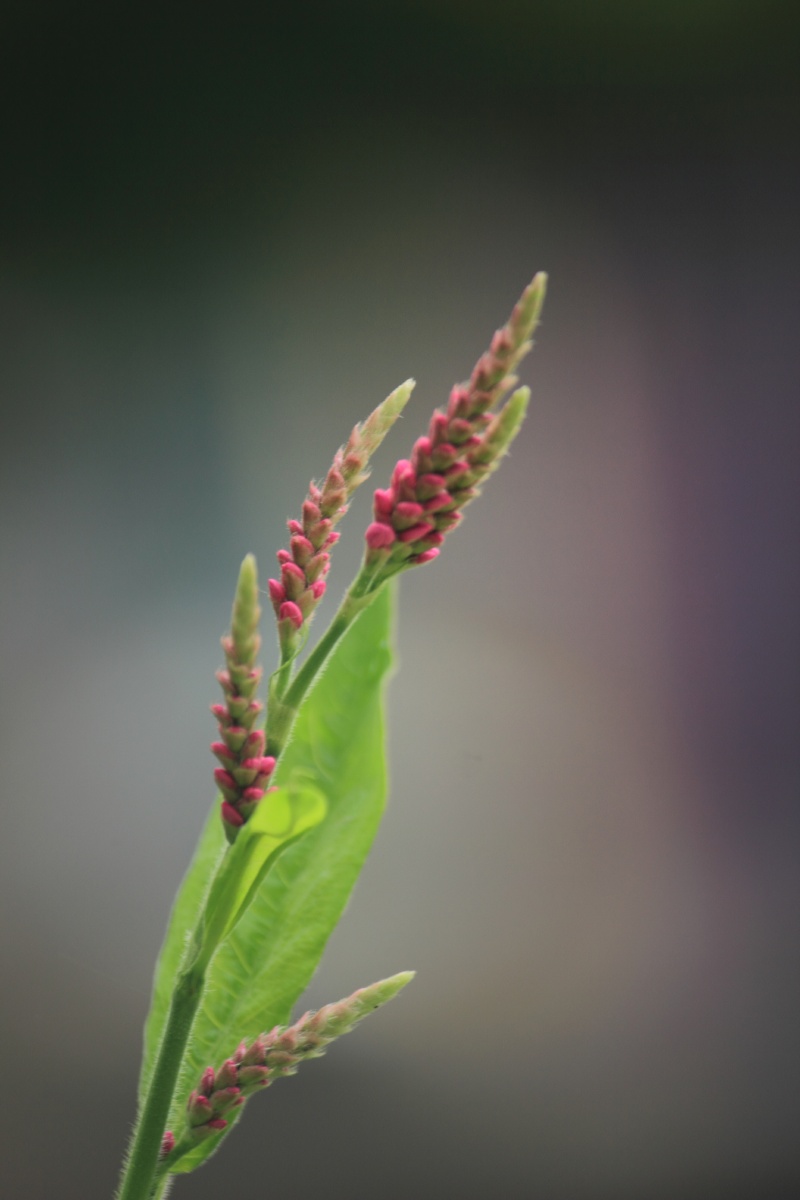 红廖一种像麦穗一样的花秋季开放