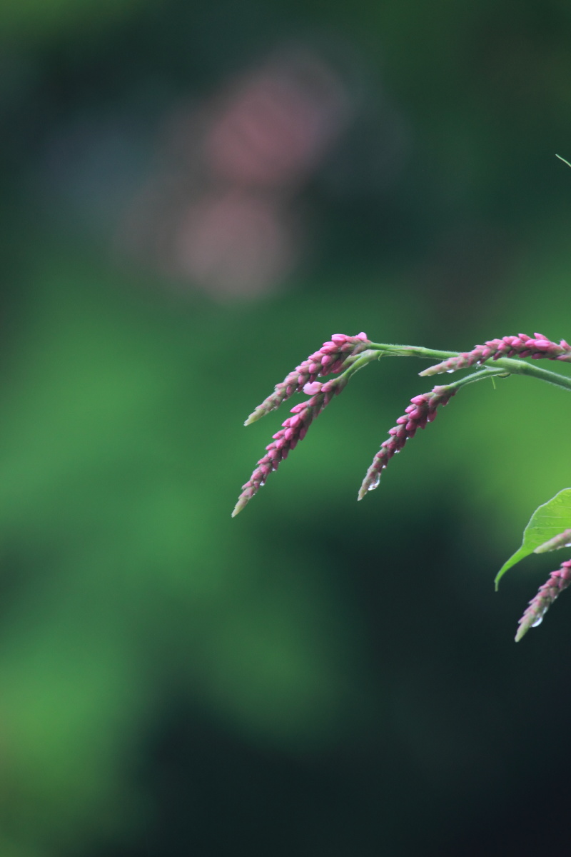 红廖一种像麦穗一样的花秋季开放