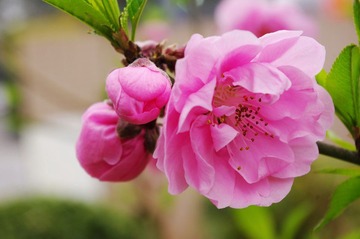 桃花朵朵开