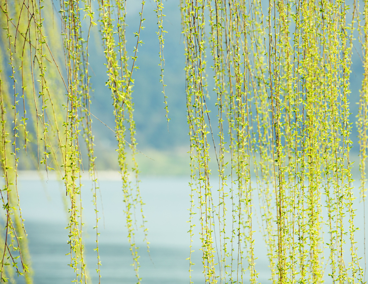 阳春三月杨柳吐翠