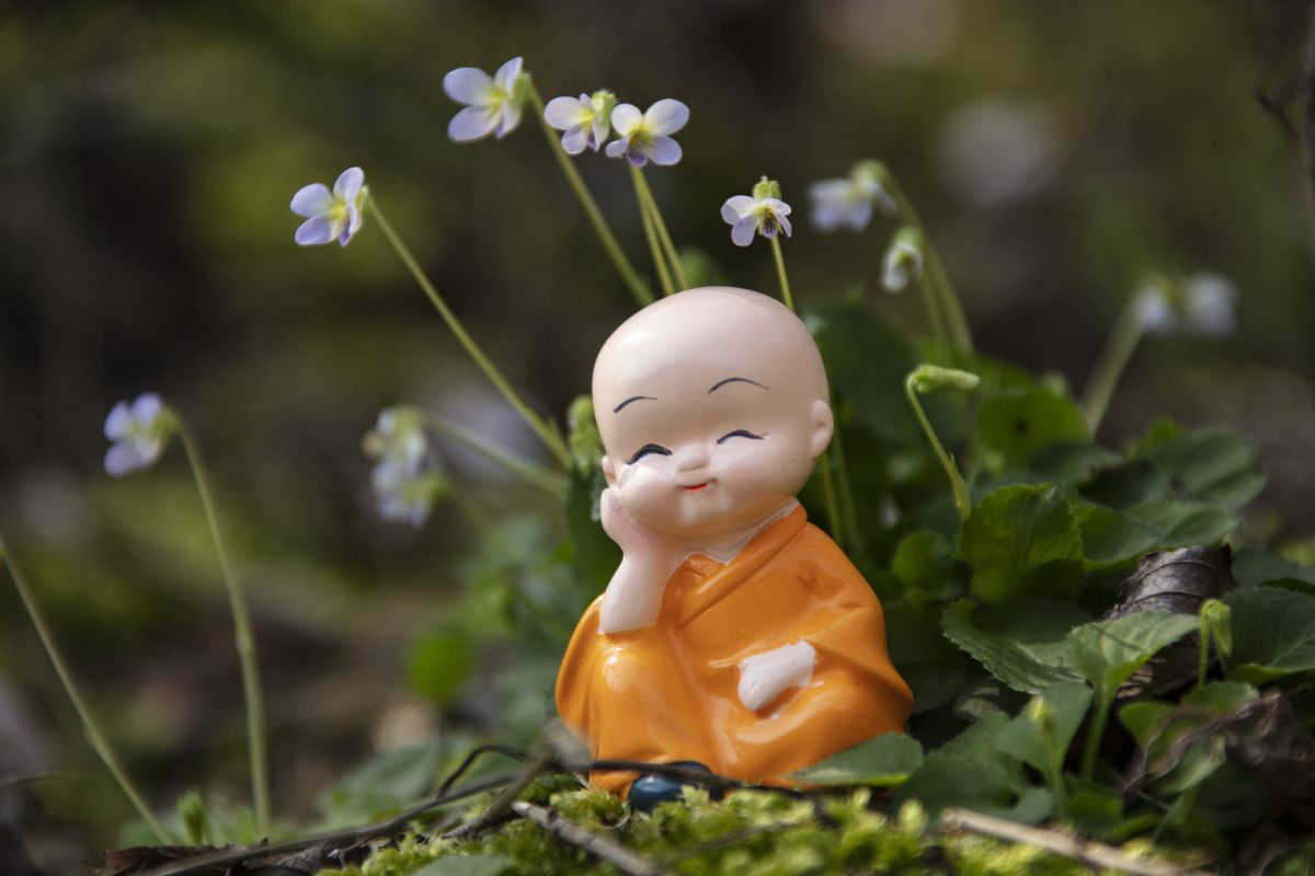 樱花树下的小和尚