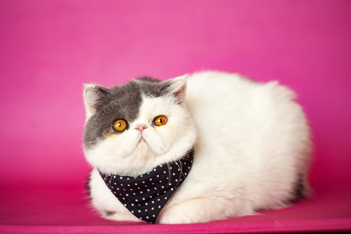加菲猫