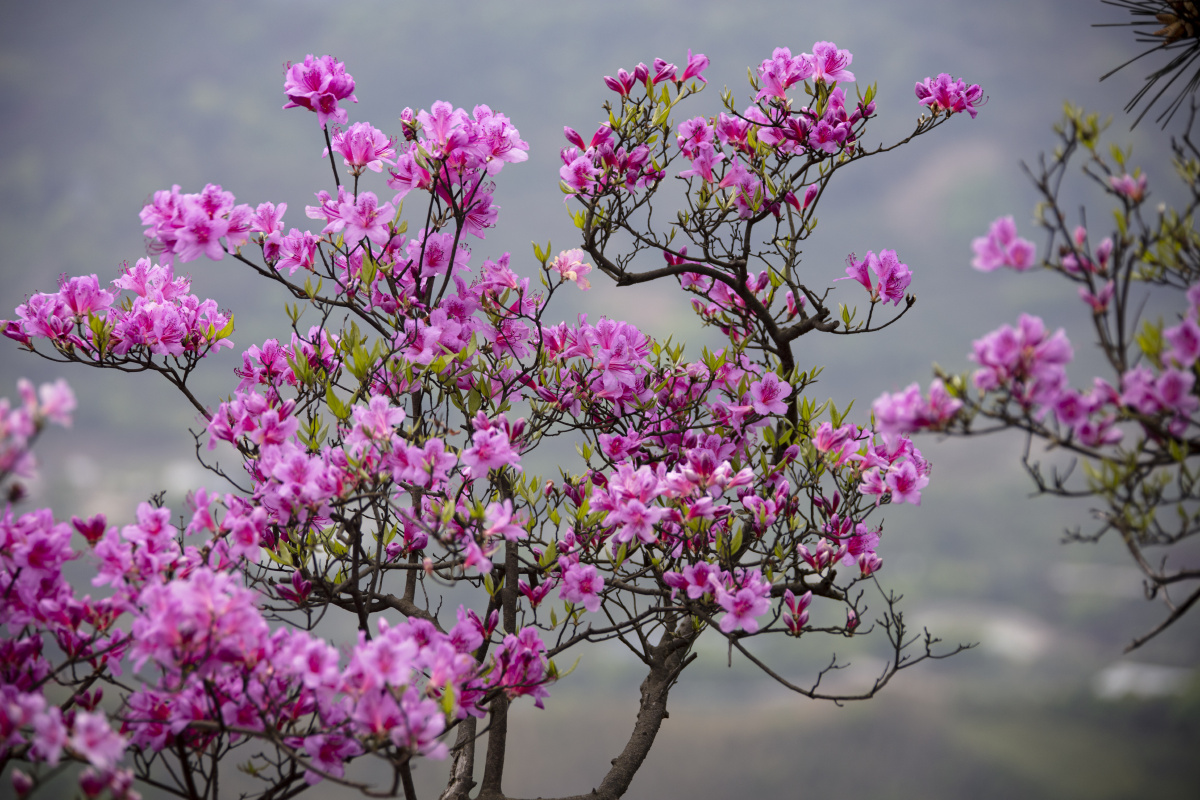 漫山遍野的红杜鹃