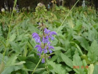 DSC03550__
