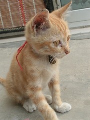 PICT0016_