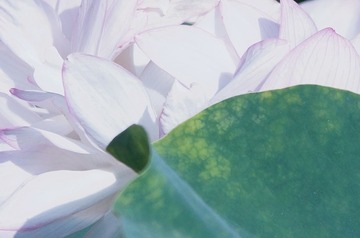 荷花01