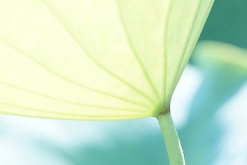 荷花02