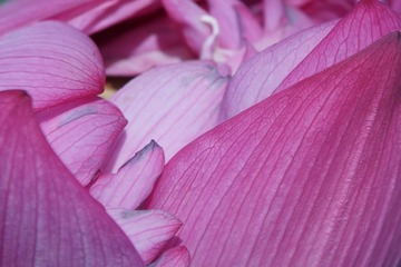 荷花06
