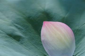 荷花07