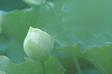 荷花09