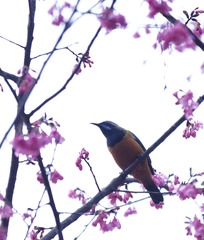 鸟03