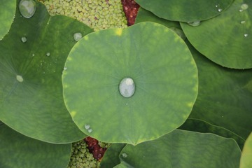 IMG_1474a
