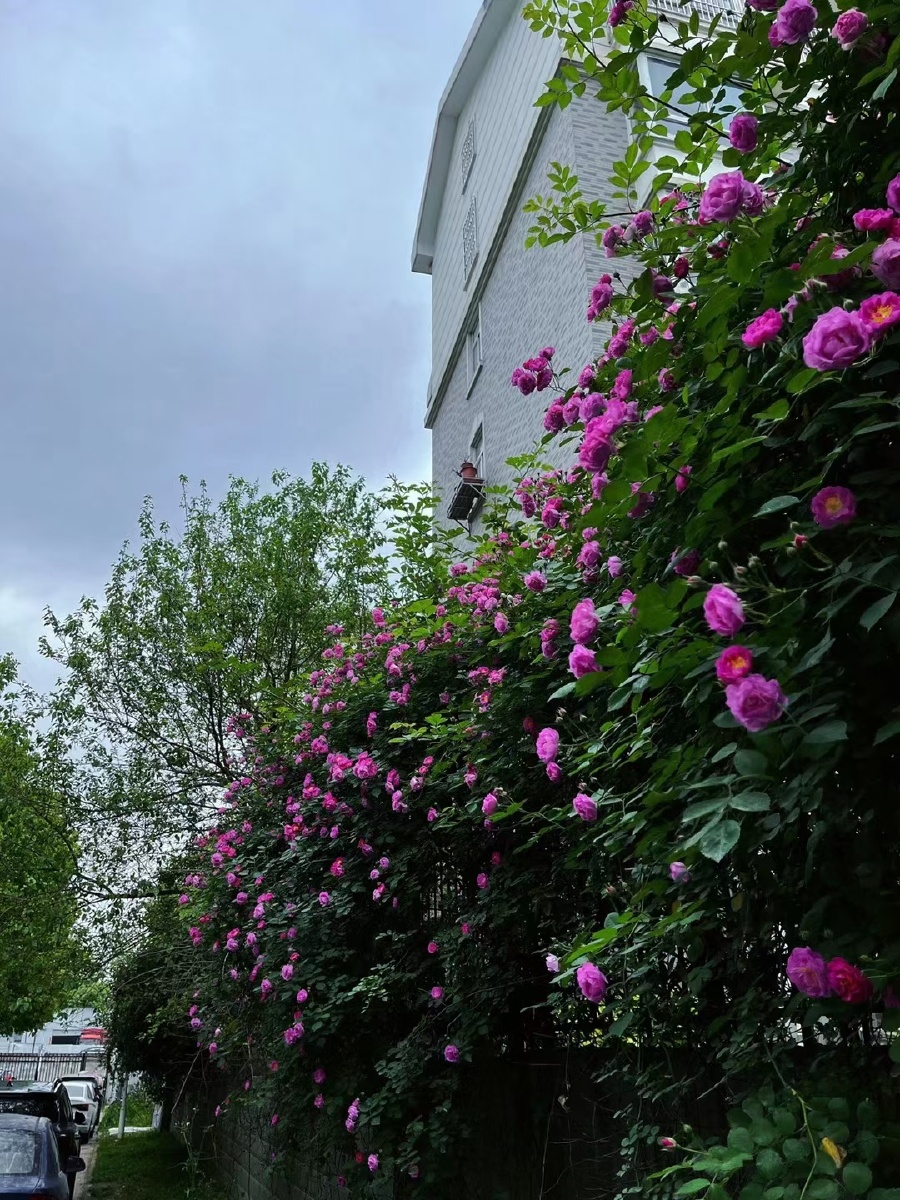 无人问津的巷口总是开满鲜花