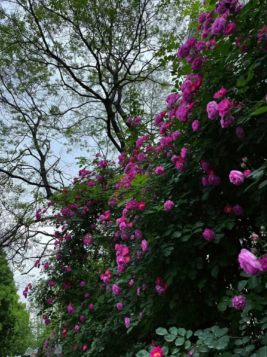 无人问津的巷口总是开满鲜花