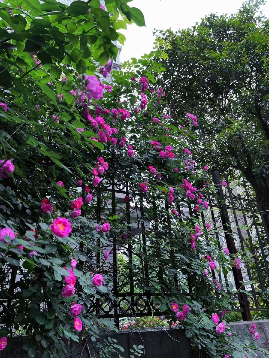 无人问津的巷口总是开满鲜花