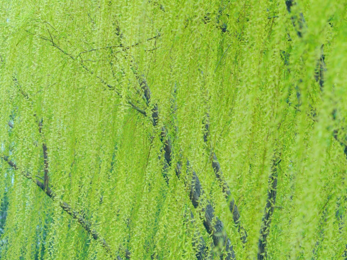 春天嫩绿的柳枝随风飘摇