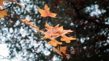 DSC00584-33