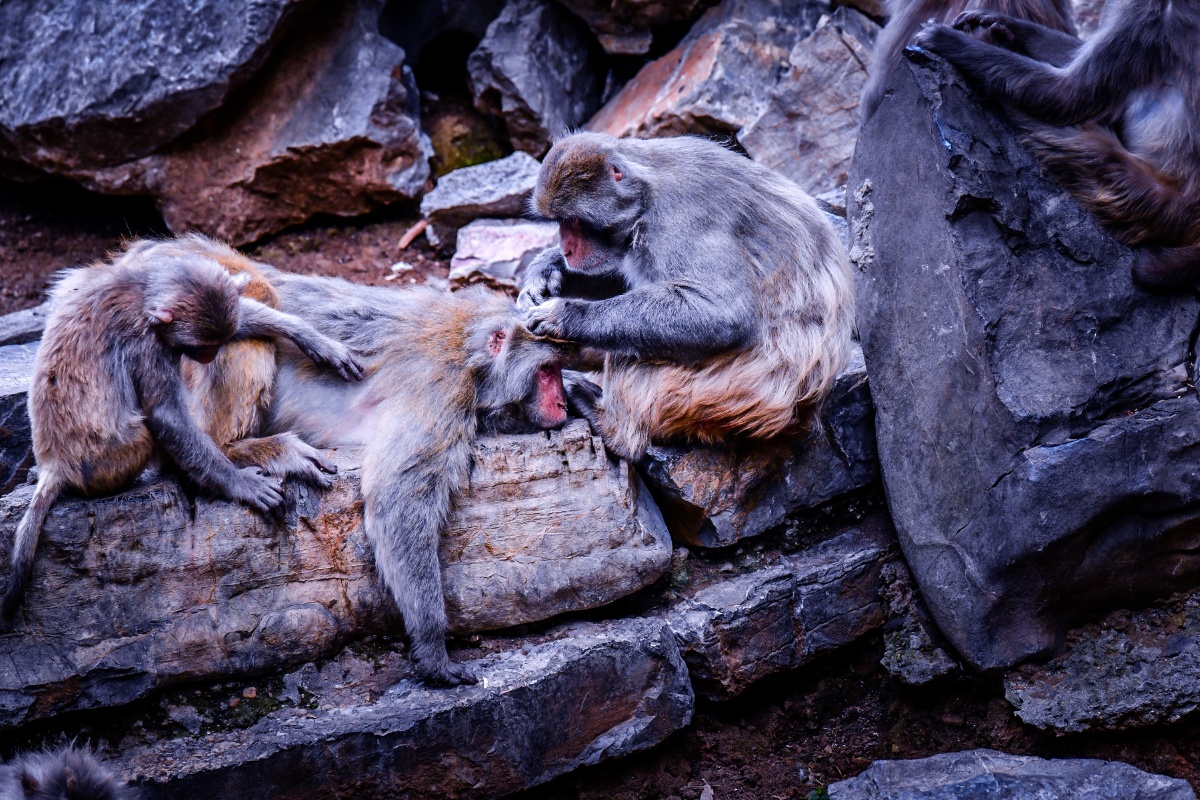 猴子猴孙南京红山森林动物园20197