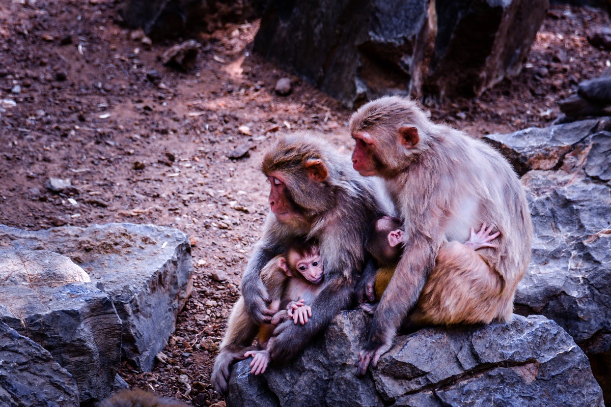 猴子猴孙南京红山森林动物园20197