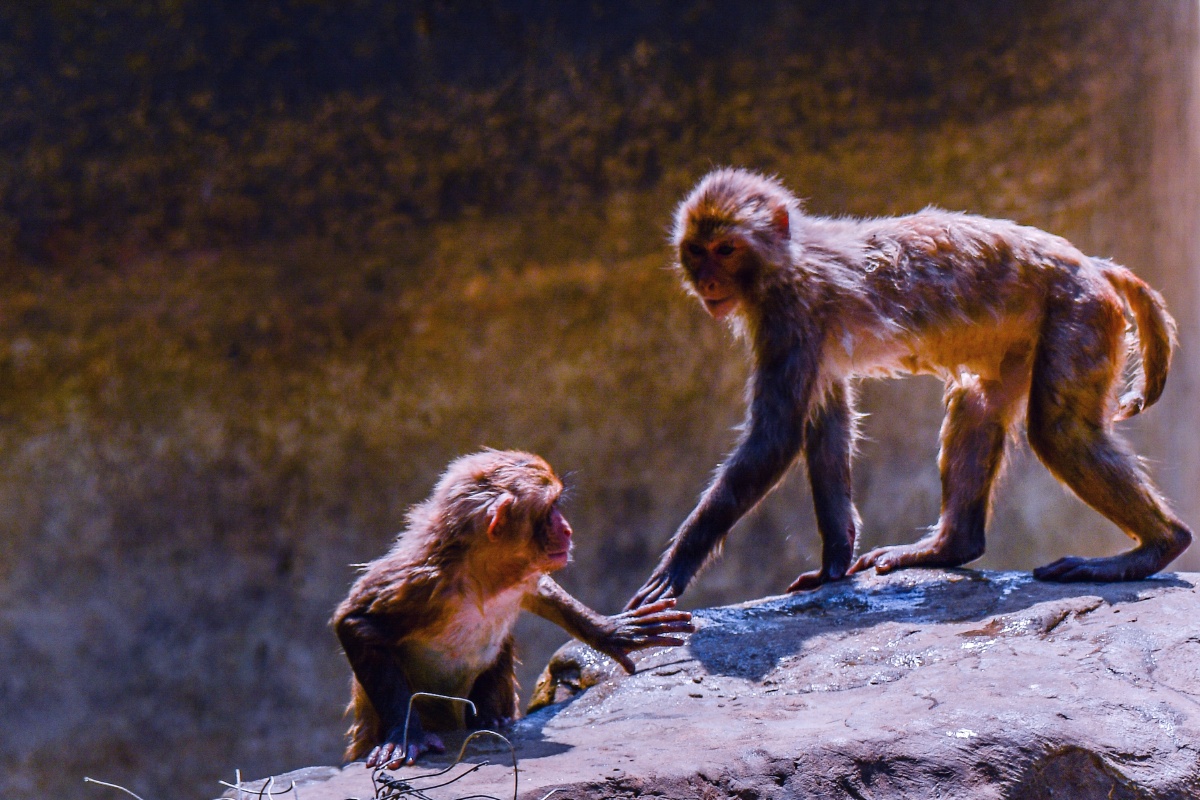 猴子猴孙南京红山森林动物园20197