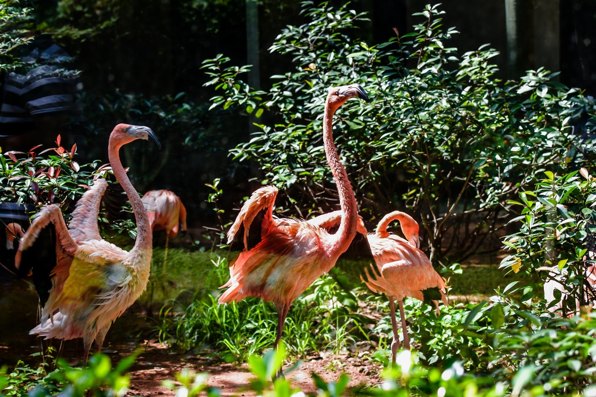 飞鸟集南京红山森林动物园20197