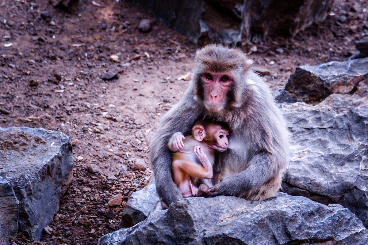 猴子猴孙南京红山森林动物园20197