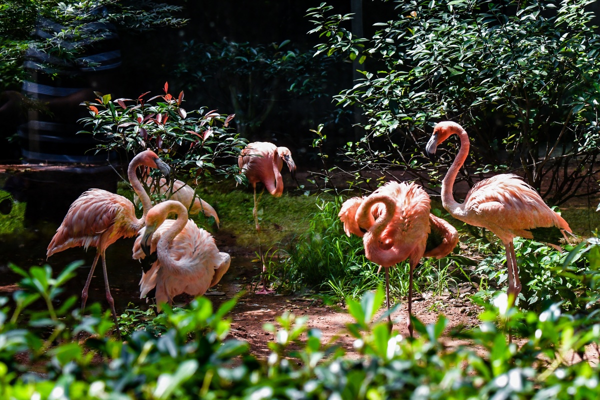 飞鸟集南京红山森林动物园20197