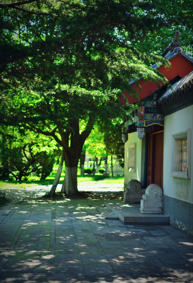 吾家门前一棵树遮阴避雨又乘凉