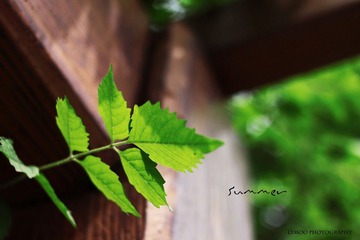 Summer
