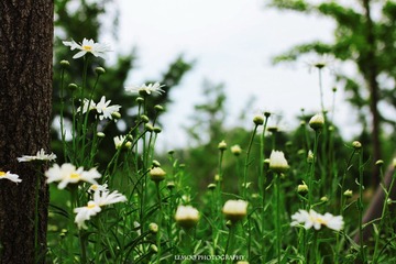 Summer