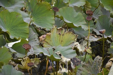 20110409