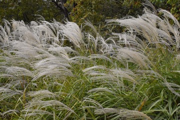 20110409