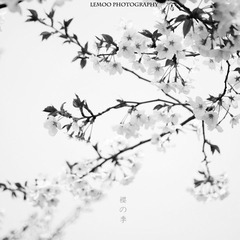 墨樱
