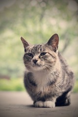 慵懒的猫猫