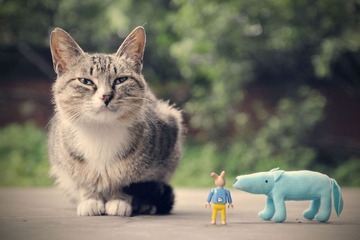 猫猫和他的朋友们