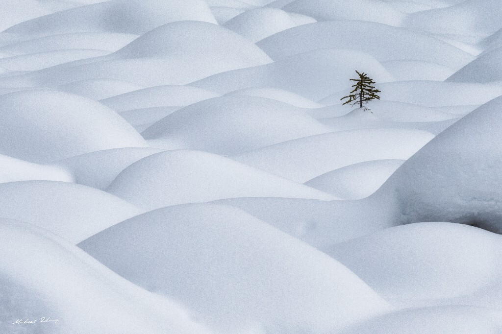 雪地里的线条与孤独的松树