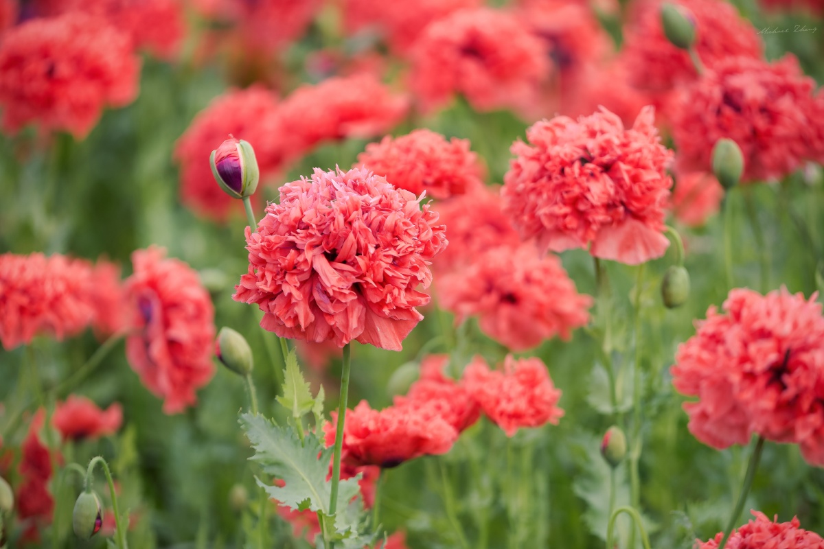 复瓣罂粟 - 奔驰野马 - 图虫