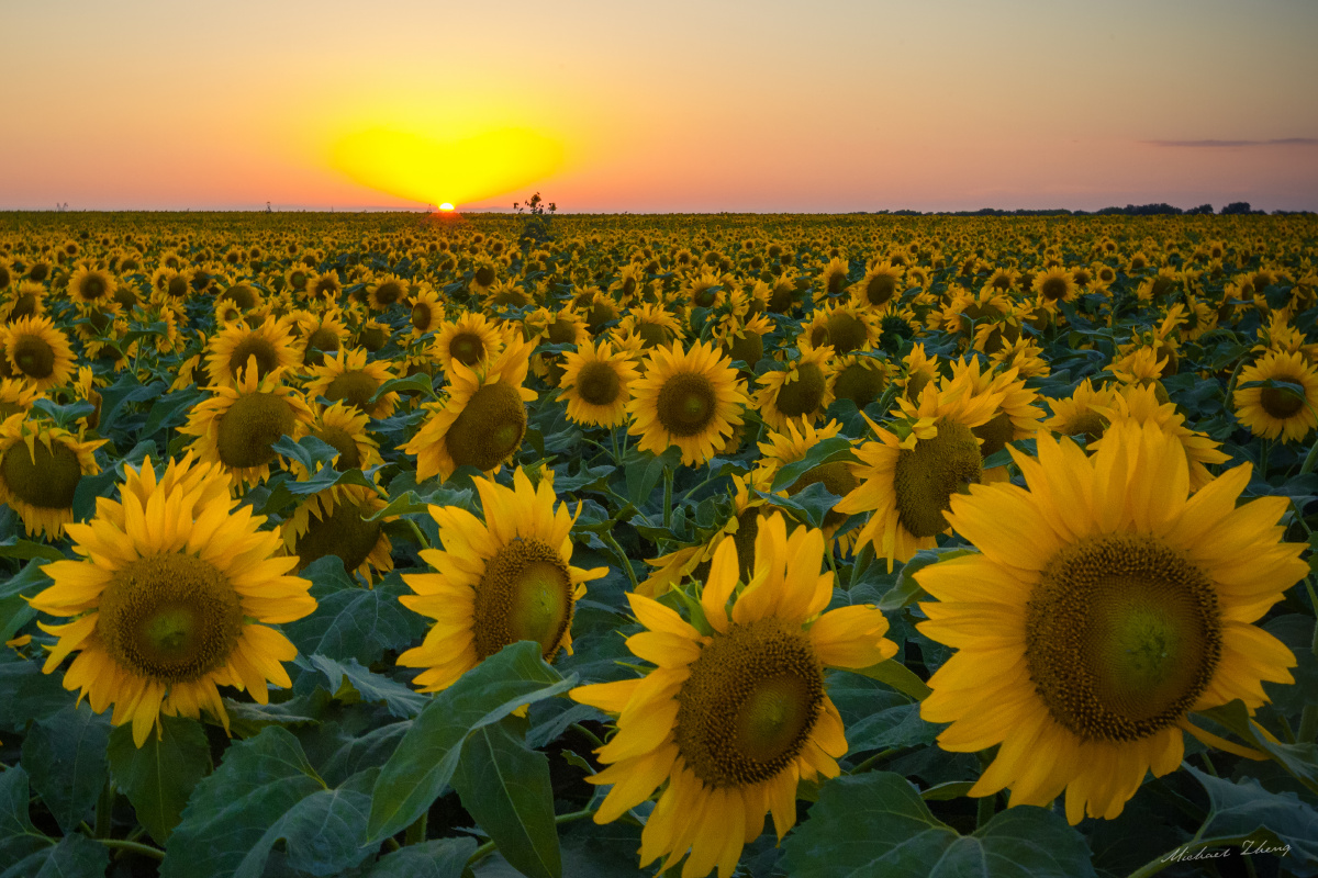 德克萨斯州的太阳花田