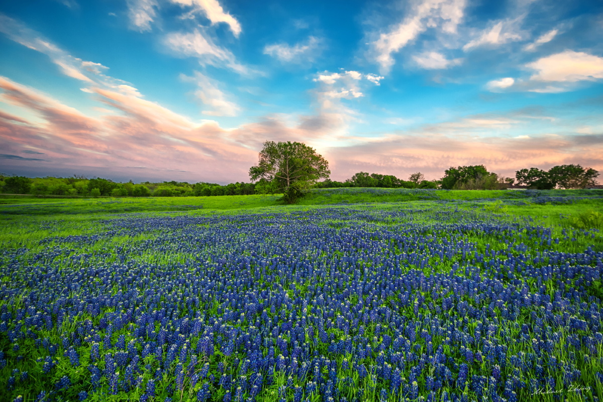 恩尼斯的鲁冰花