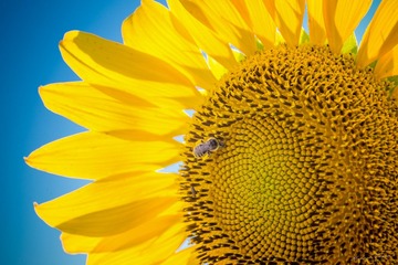 Michael_Zheng_The_Bee_Loves_Sunflowers