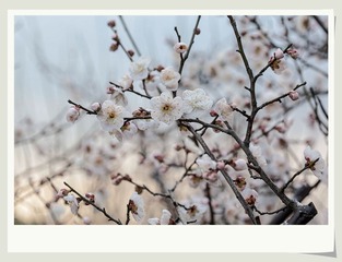 IMG_7109_
