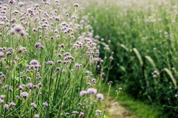 IMG_3773_