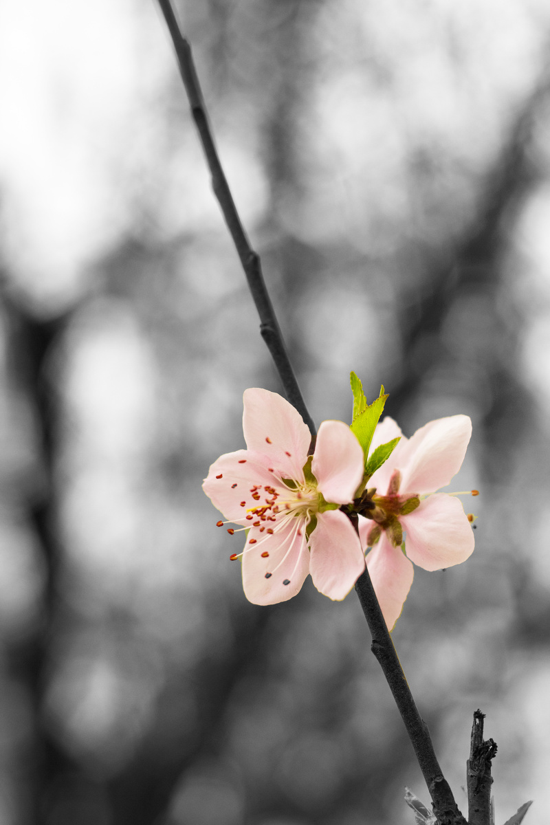 玛丽·瑞德和安妮·邦尼