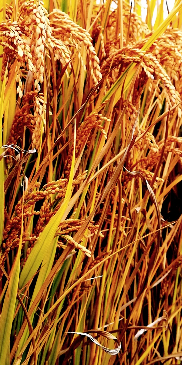 稻子熟了