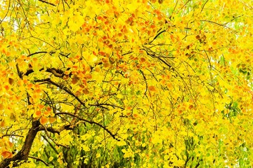 a9920161112_dsc0095绚烂秋叶