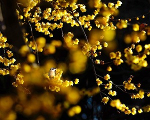 a9920170121_DSC01591独占花魁