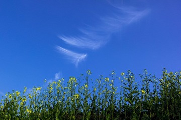 PICT0064初春